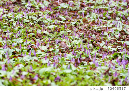 カタクリの群生 カタクリの群生 50406517