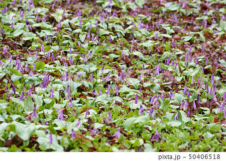 カタクリの群生 50406518