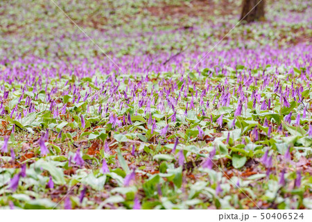 カタクリの群生 50406524