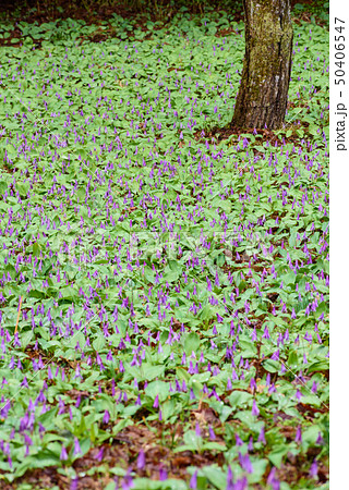 カタクリの群生 50406547
