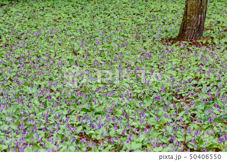 カタクリの群生 50406550