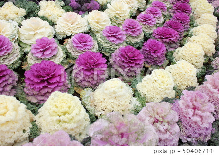 葉牡丹 ~・Ornamental cabbage・~ 葉牡丹 ~・Ornamental cabbage・~ 50406711