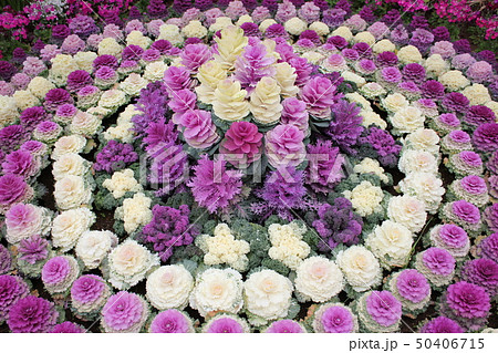 葉牡丹 ~・Ornamental cabbage・~ 葉牡丹 ~・Ornamental cabbage・~ 50406715