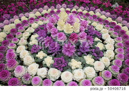 葉牡丹 ~・Ornamental cabbage・~ 葉牡丹 ~・Ornamental cabbage・~ 50406716