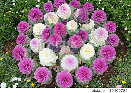 葉牡丹 ~・Ornamental cabbage・~ 葉牡丹 ~・Ornamental cabbage・~ 50406725