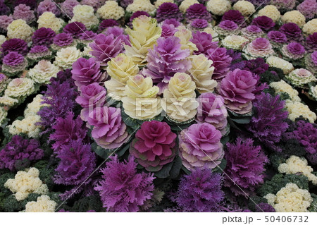 葉牡丹 ~・Ornamental cabbage・~ 葉牡丹 ~・Ornamental cabbage・~ 50406732