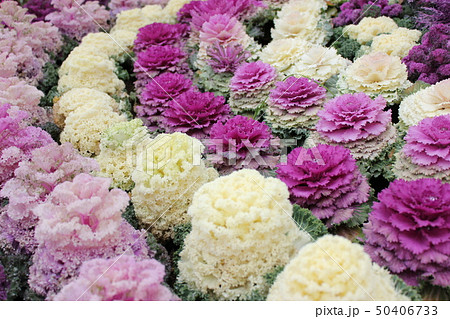 葉牡丹　　　～・Ornamental cabbage・～ 50406733