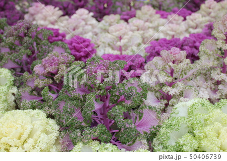 葉牡丹 ~・Ornamental cabbage・~ 葉牡丹 ~・Ornamental cabbage・~ 50406739