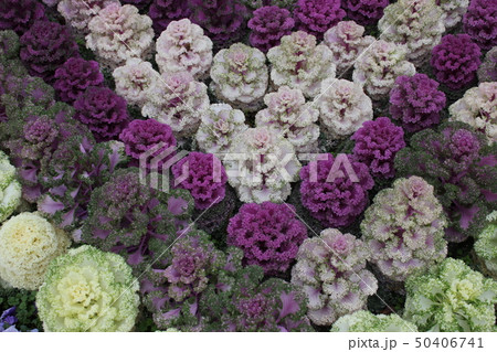 葉牡丹 ~・Ornamental cabbage・~ 葉牡丹 ~・Ornamental cabbage・~ 50406741