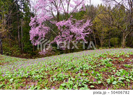 カタクリとサクラ 50406782