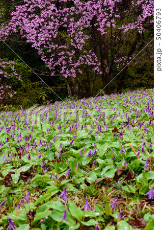 カタクリとサクラ 50406793