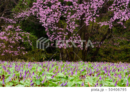 カタクリとサクラ 50406795