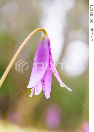 カタクリの花 カタクリの花 50406871