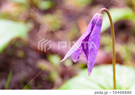カタクリの花 50406880