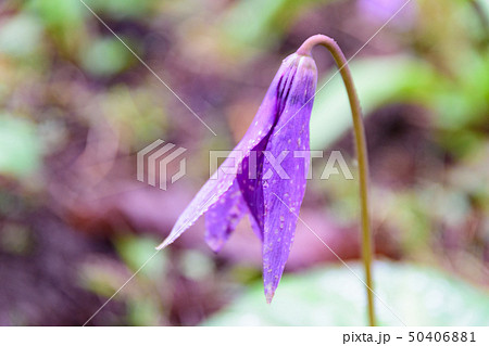 カタクリの花 50406881