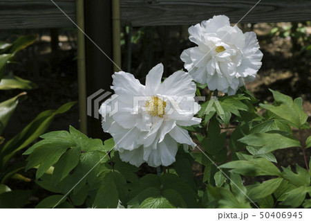 牡丹の花 牡丹の花 50406945