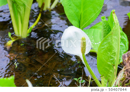 刺巻湿原のミズバショウ 50407044