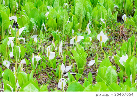 刺巻湿原のミズバショウ 50407054