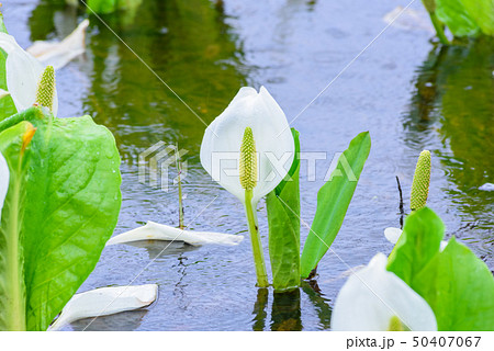 刺巻湿原のミズバショウ 刺巻湿原のミズバショウ 50407067