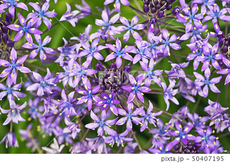 青色のシラー・ベルビアナの花 青色のシラー・ベルビアナの花 50407195