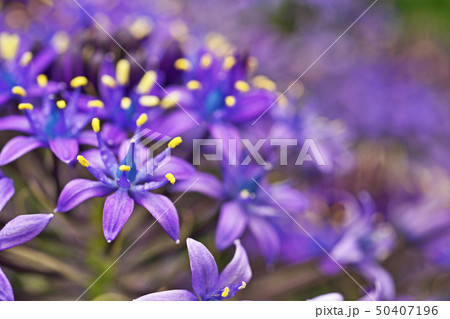 青色のシラー・ベルビアナの花 青色のシラー・ベルビアナの花 50407196