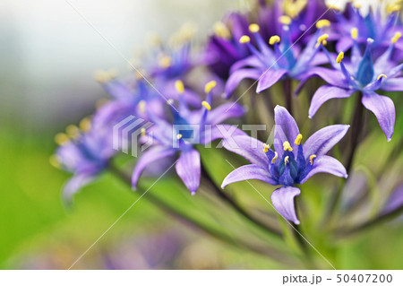 青色のシラー・ベルビアナの花 青色のシラー・ベルビアナの花 50407200