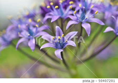 青色のシラー・ベルビアナの花 青色のシラー・ベルビアナの花 50407201