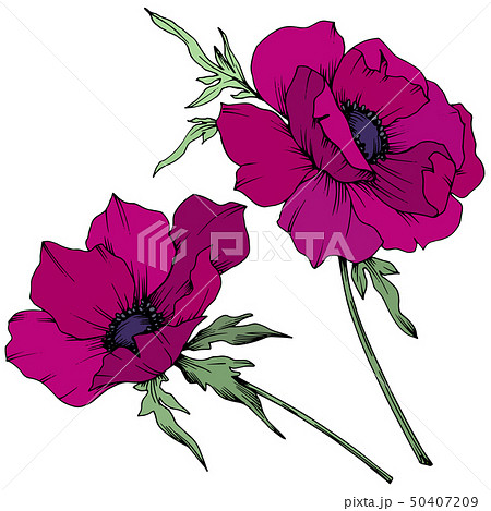 Vector Marsala Anemone Botanical Flowers Black のイラスト素材