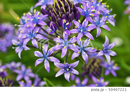 青色のシラー・ベルビアナの花 青色のシラー・ベルビアナの花 50407221