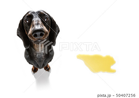 dog pee owner at home 50407256