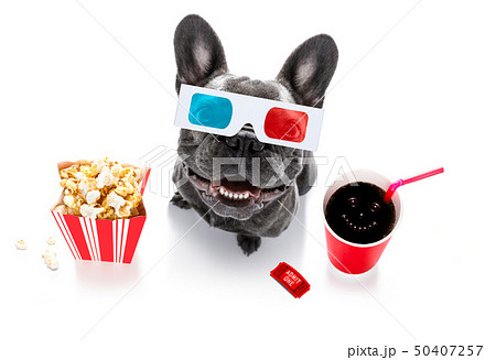 dog to the movies 50407257