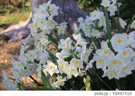 水仙 ++・+*Narcissus*+・++ 水仙 ++・+*Narcissus*+・++ 50407310