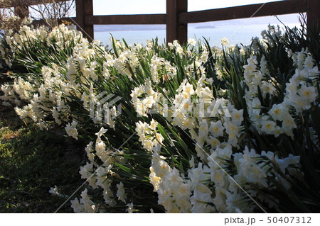 水仙 ++・+*Narcissus*+・++ 水仙 ++・+*Narcissus*+・++ 50407312