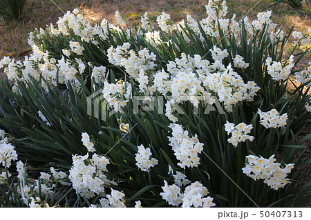 水仙 ++・+*Narcissus*+・++ 水仙 ++・+*Narcissus*+・++ 50407313
