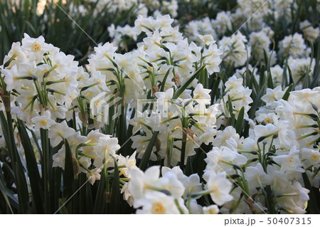 水仙 ++・+*Narcissus*+・++ 水仙 ++・+*Narcissus*+・++ 50407315