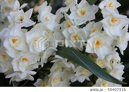 水仙 ++・+*Narcissus*+・++ 水仙 ++・+*Narcissus*+・++ 50407316