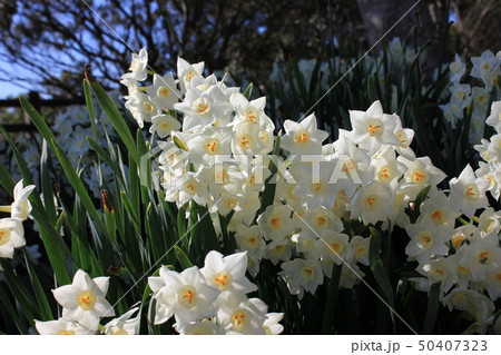 水仙 ++・+*Narcissus*+・++ 水仙 ++・+*Narcissus*+・++ 50407323
