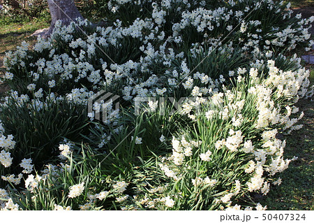 水仙 ++・+*Narcissus*+・++ 水仙 ++・+*Narcissus*+・++ 50407324