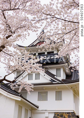 横手城桜まつり 50407363