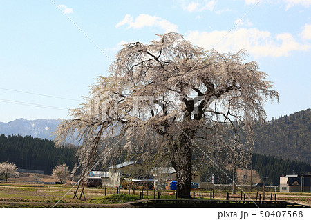 おしら様のしだれ桜 おしら様のしだれ桜 50407568