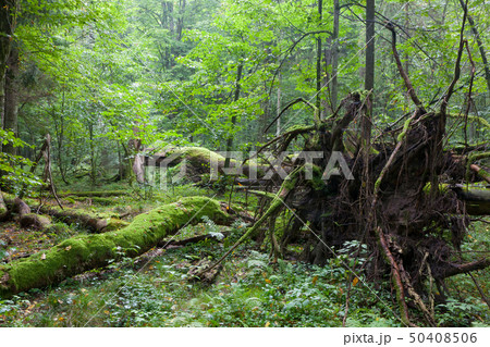 Old oak lying with root visible Old oak lying with root visible 50408506