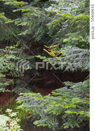 Fir (Picea alba) branches in summer 50408638