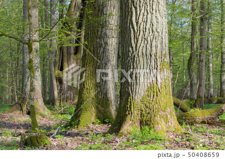 Monumental oak trees of Bialowieza Forest 50408659