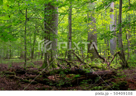 Deciduous stand in summer with broken trees 50409108