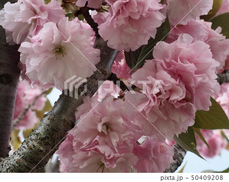 ヤエザクラ 50409208