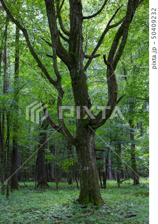 Old monumental Hornbeam Tree(Carpinus betulus) Old monumental Hornbeam Tree(Carpinus betulus) 50409232
