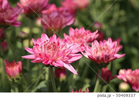 Chrysanthemum flower in tropical 50409337