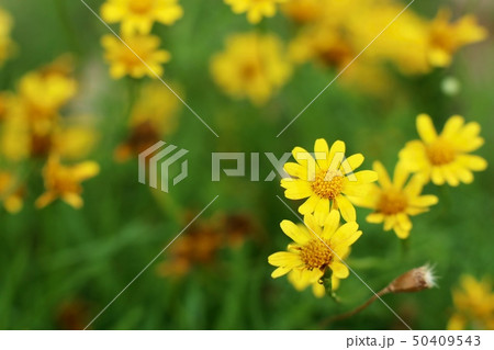 Daisy flower in tropical 50409543