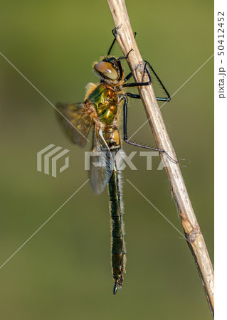 Downy emerald (Cordulia Aenea) Downy emerald (Cordulia Aenea) 50412452