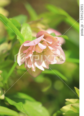可憐なクリスマスローズの花 50412891